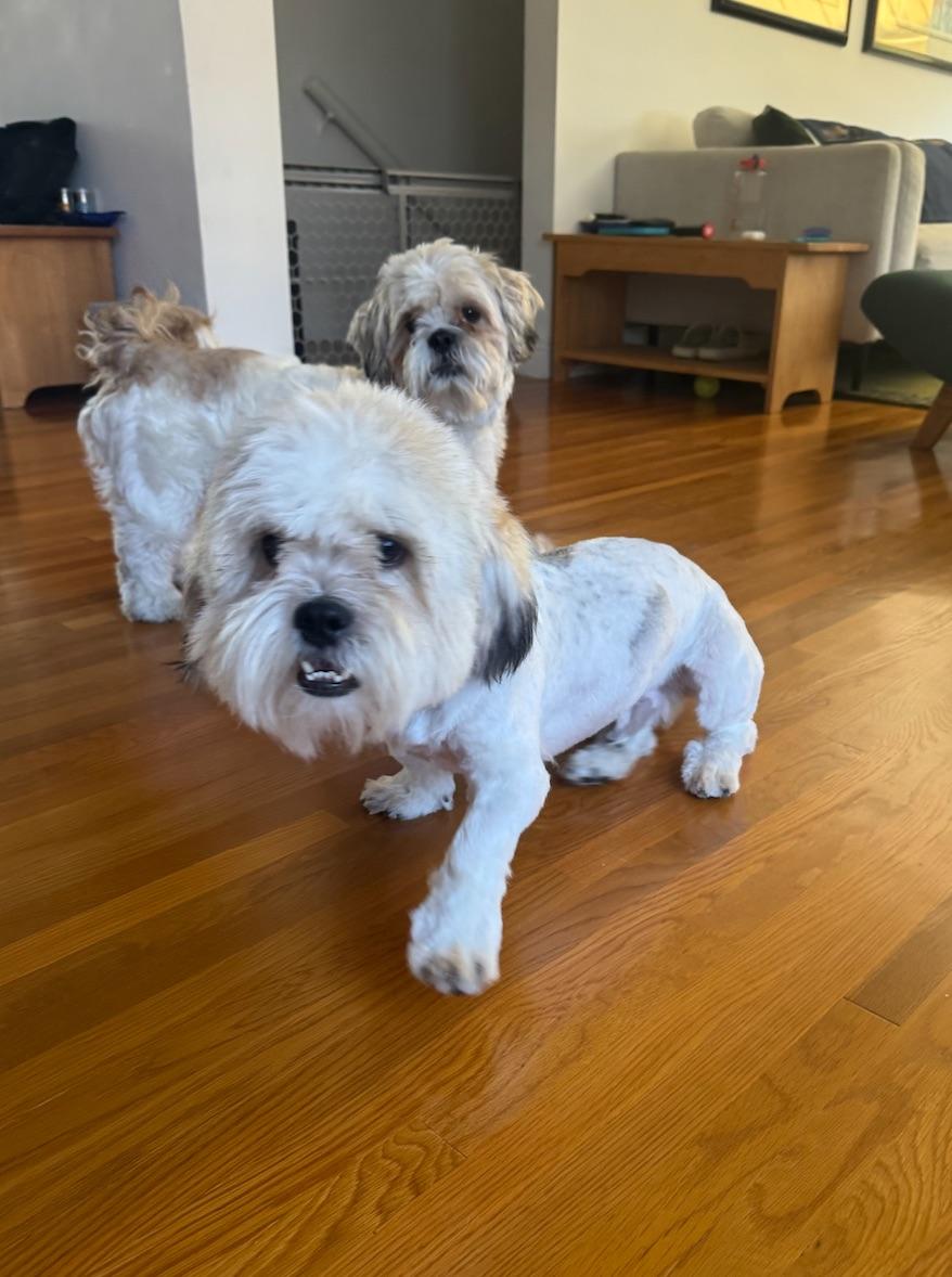 Enlarge Romeo & Printz, a ADOPTABLE Shih Tzu in Beverly Hills, CA image 6/6
