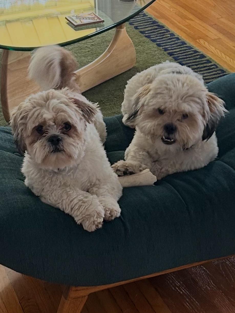 Romeo & Printz, ADOPTABLE, Adult Male Shih Tzu.