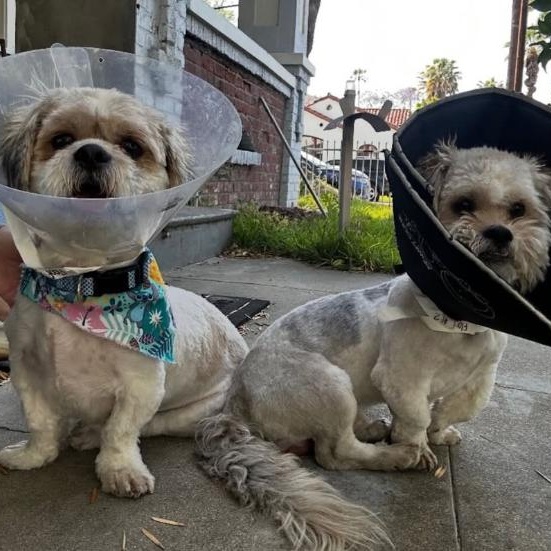 Enlarge Romeo & Printz, a ADOPTABLE Shih Tzu in Beverly Hills, CA image 1/1