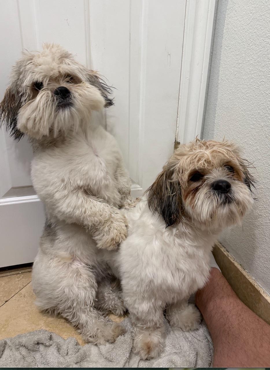 Enlarge Romeo & Printz, a ADOPTABLE Shih Tzu in Beverly Hills, CA image 5/6