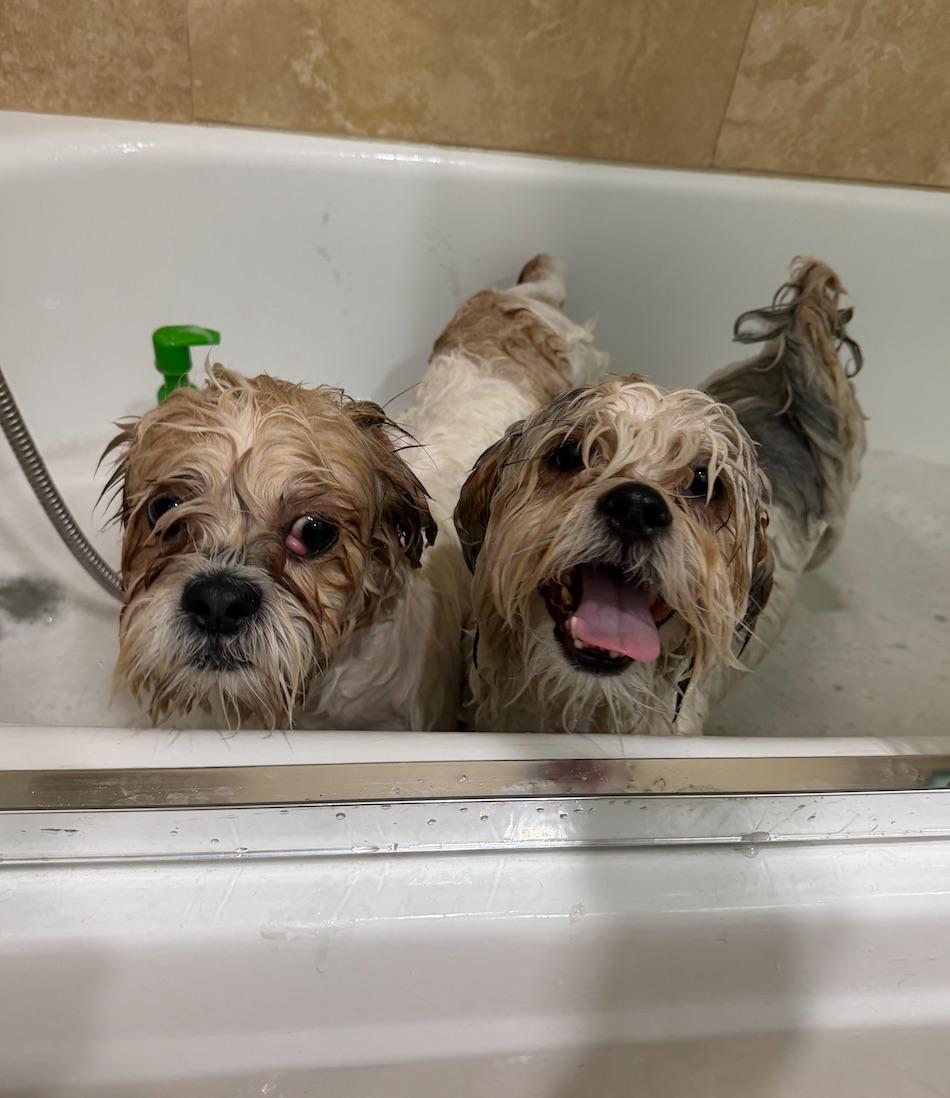 Enlarge Romeo & Printz, a ADOPTABLE Shih Tzu in Beverly Hills, CA image 4/6