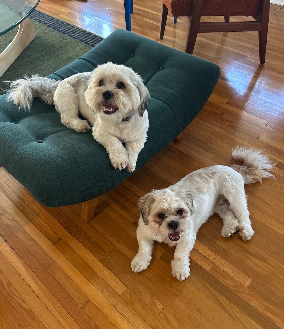 Enlarge Romeo & Printz, a ADOPTABLE Shih Tzu in Beverly Hills, CA image 3/6