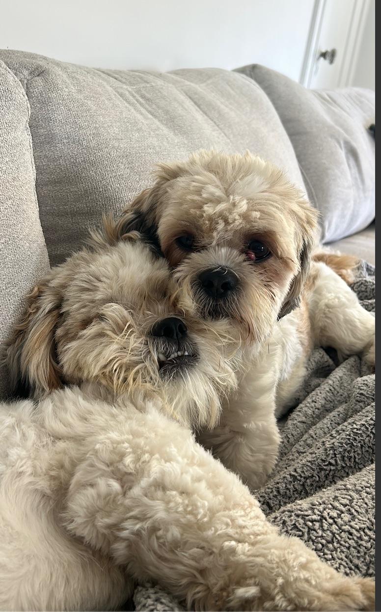 Enlarge Romeo & Printz, a ADOPTABLE Shih Tzu in Beverly Hills, CA image 2/6