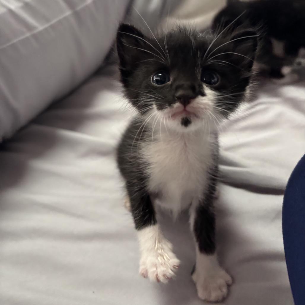Miggy, Adoptable, Kitten Female Domestic Short Hair.