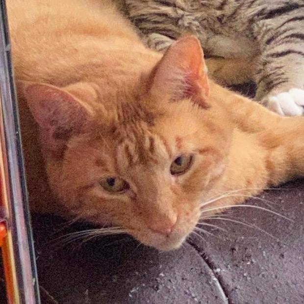 Kennedy, Adoptable, Adult Male Domestic Short Hair.