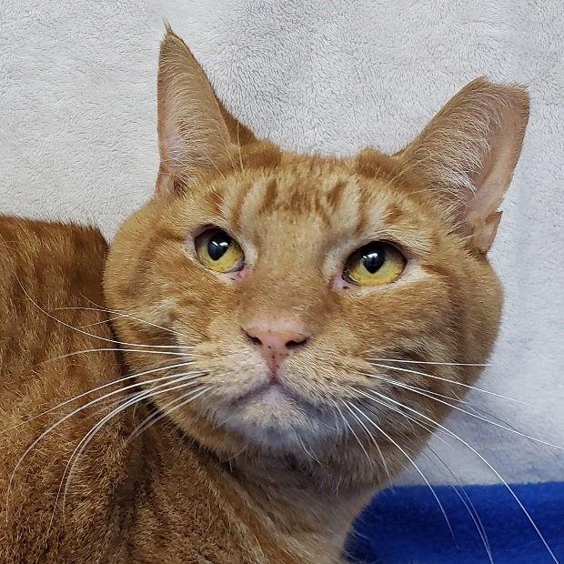 Kennedy, a Adoptable Domestic Short Hair in Fishkill, NY image 2/6