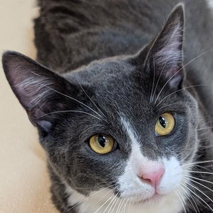 Enlarge Gherkin, a Adoptable mixed breed in Pleasanton, CA image 1/3