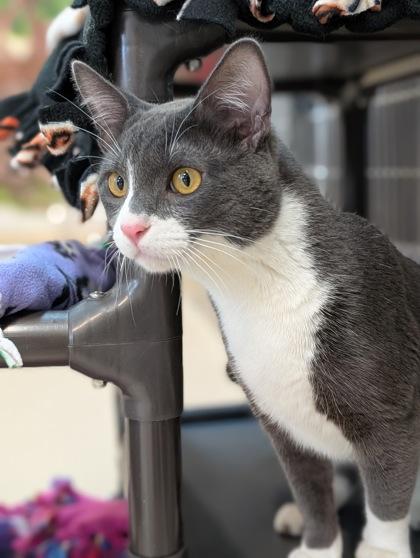 Enlarge Gherkin, a Adoptable mixed breed in Pleasanton, CA image 2/3