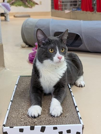 Enlarge Gherkin, a Adoptable mixed breed in Pleasanton, CA image 3/3