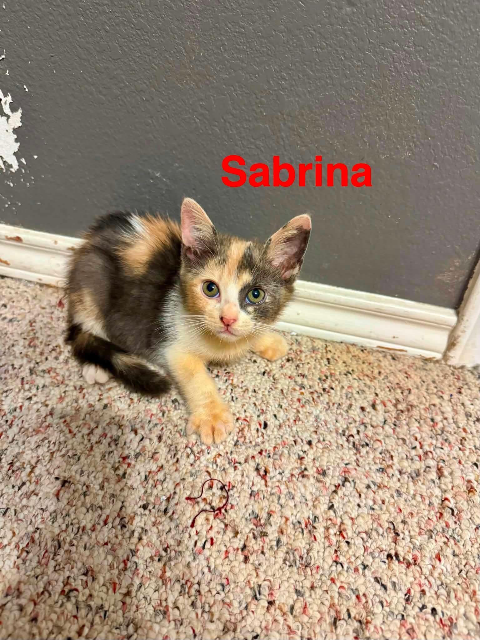 Sabrina, adopted, Young Female Domestic Short Hair.