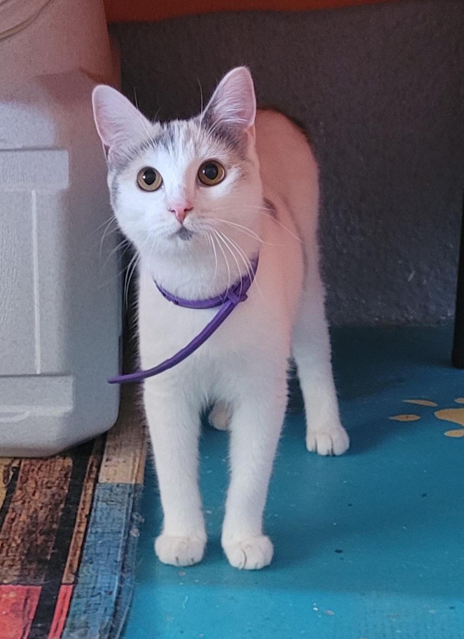 Enlarge Polka Dot, a ADOPTABLE Domestic Short Hair in Alpine, TX image 2/3