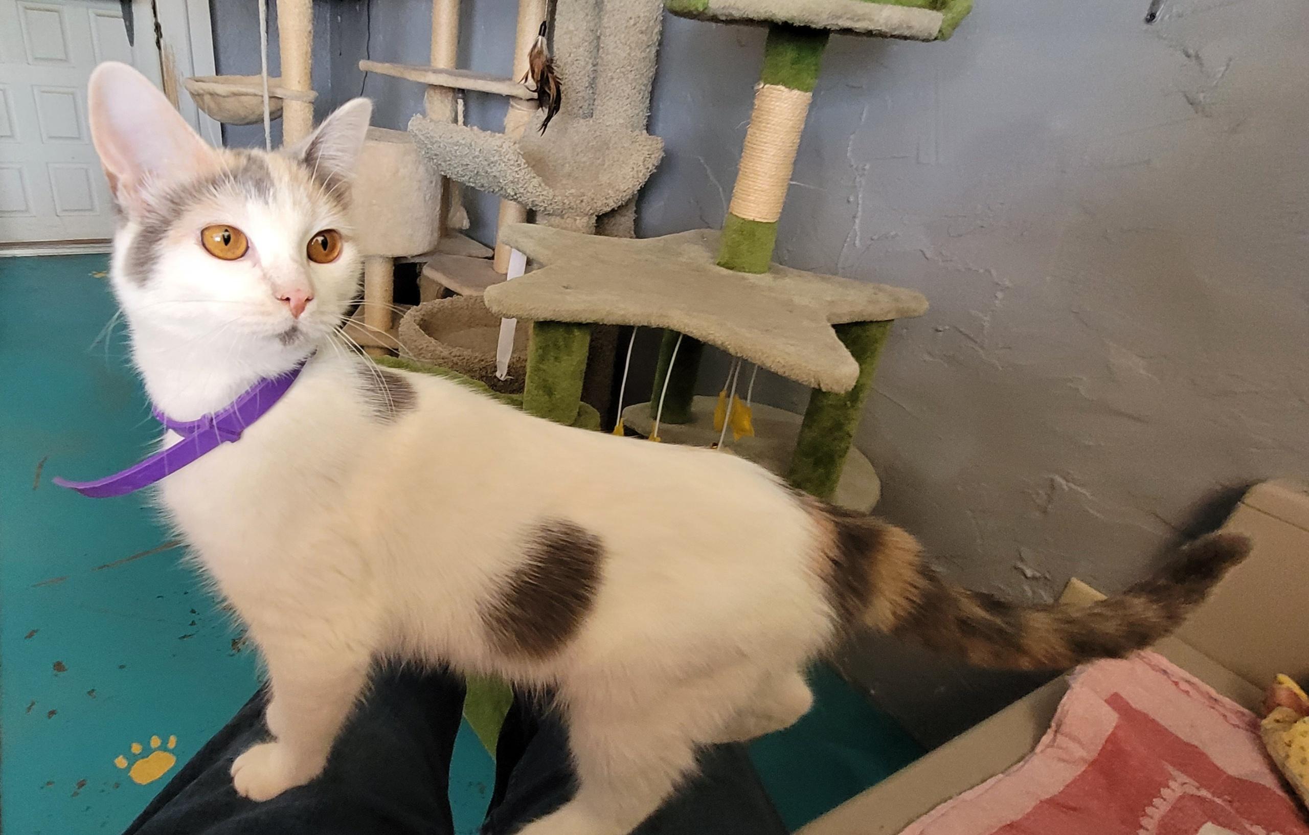 Enlarge Polka Dot, a ADOPTABLE Domestic Short Hair in Alpine, TX image 3/3