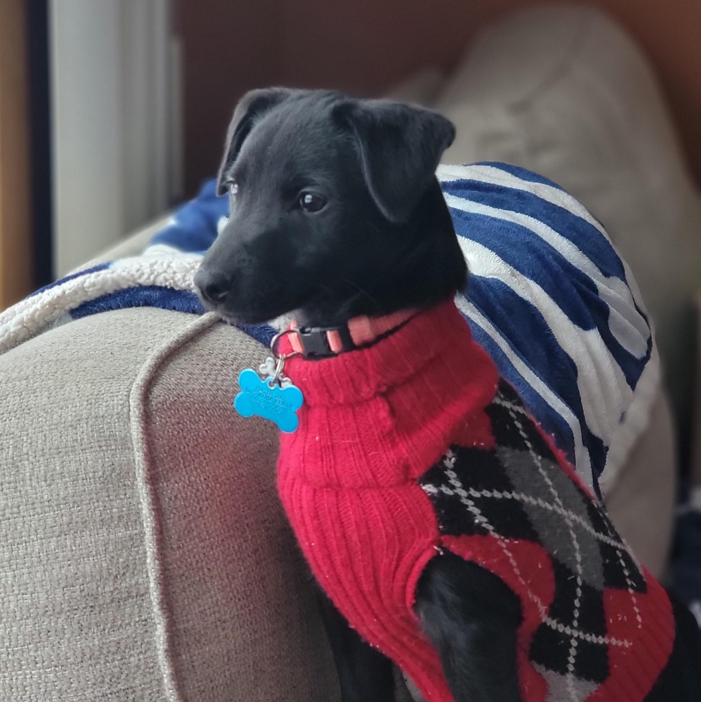 Coco, ADOPTABLE, Puppy Female Terrier & Chihuahua.