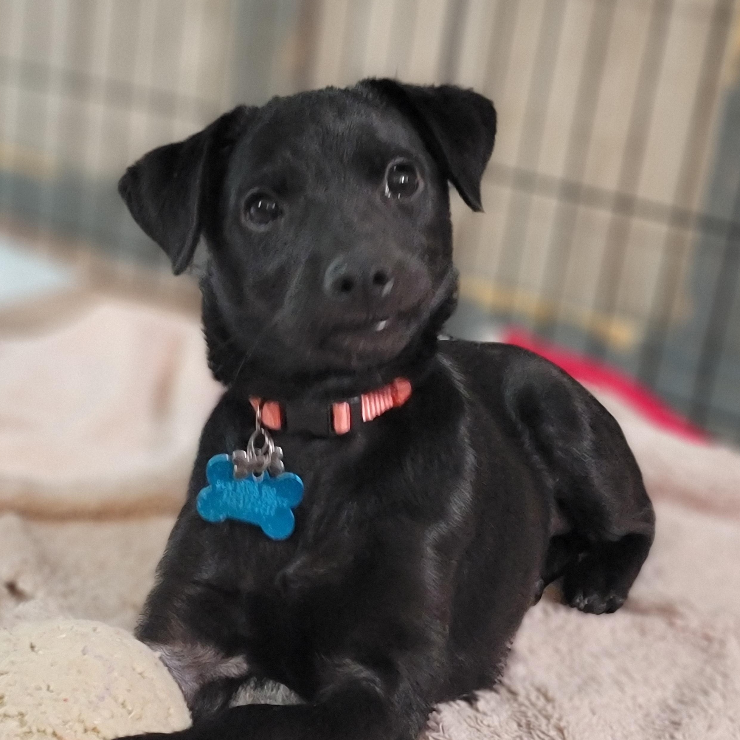 Coco, a ADOPTABLE mixed breed in Minneapolis, MN image 2/6