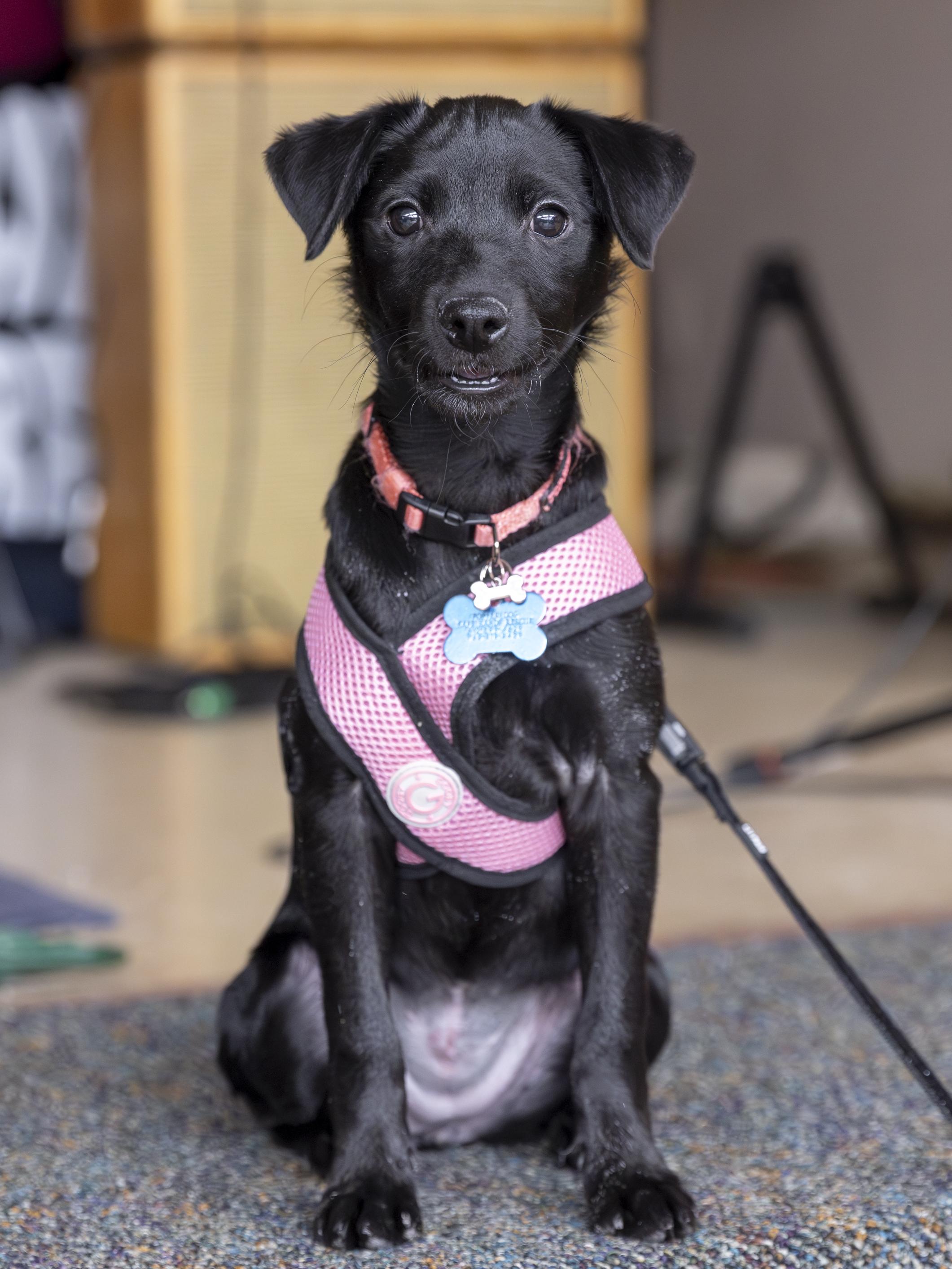 Coco, ADOPTABLE, Puppy Female Terrier & Chihuahua.