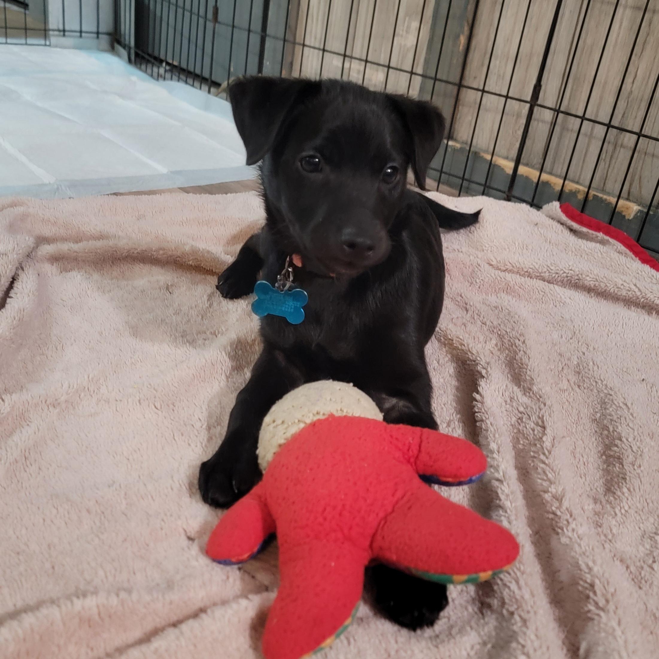 Coco, a ADOPTABLE mixed breed in Minneapolis, MN image 3/6