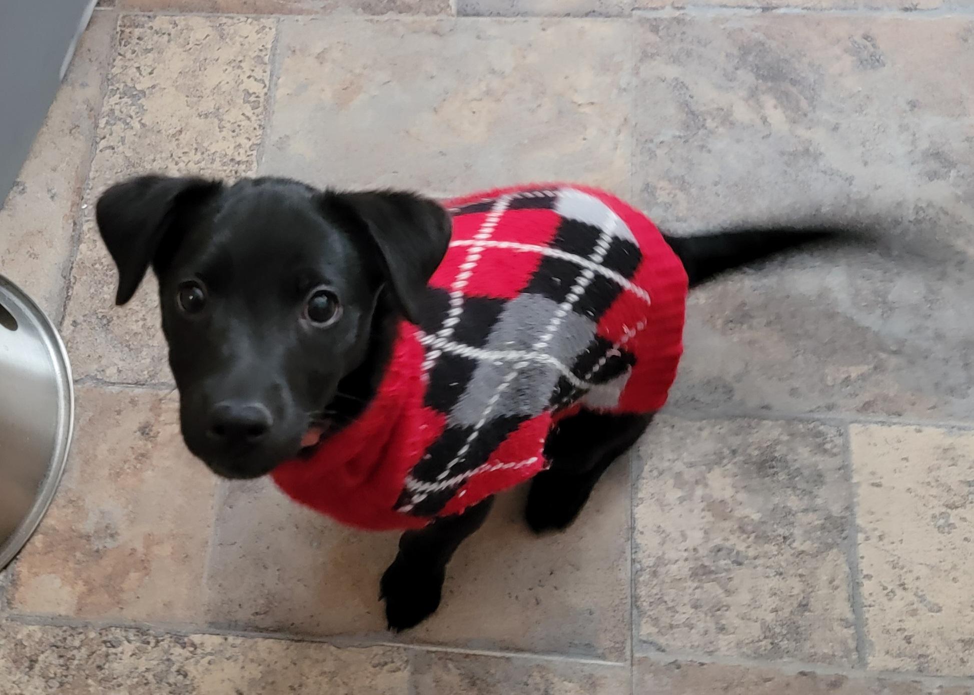 Coco, a ADOPTABLE mixed breed in Minneapolis, MN image 4/6