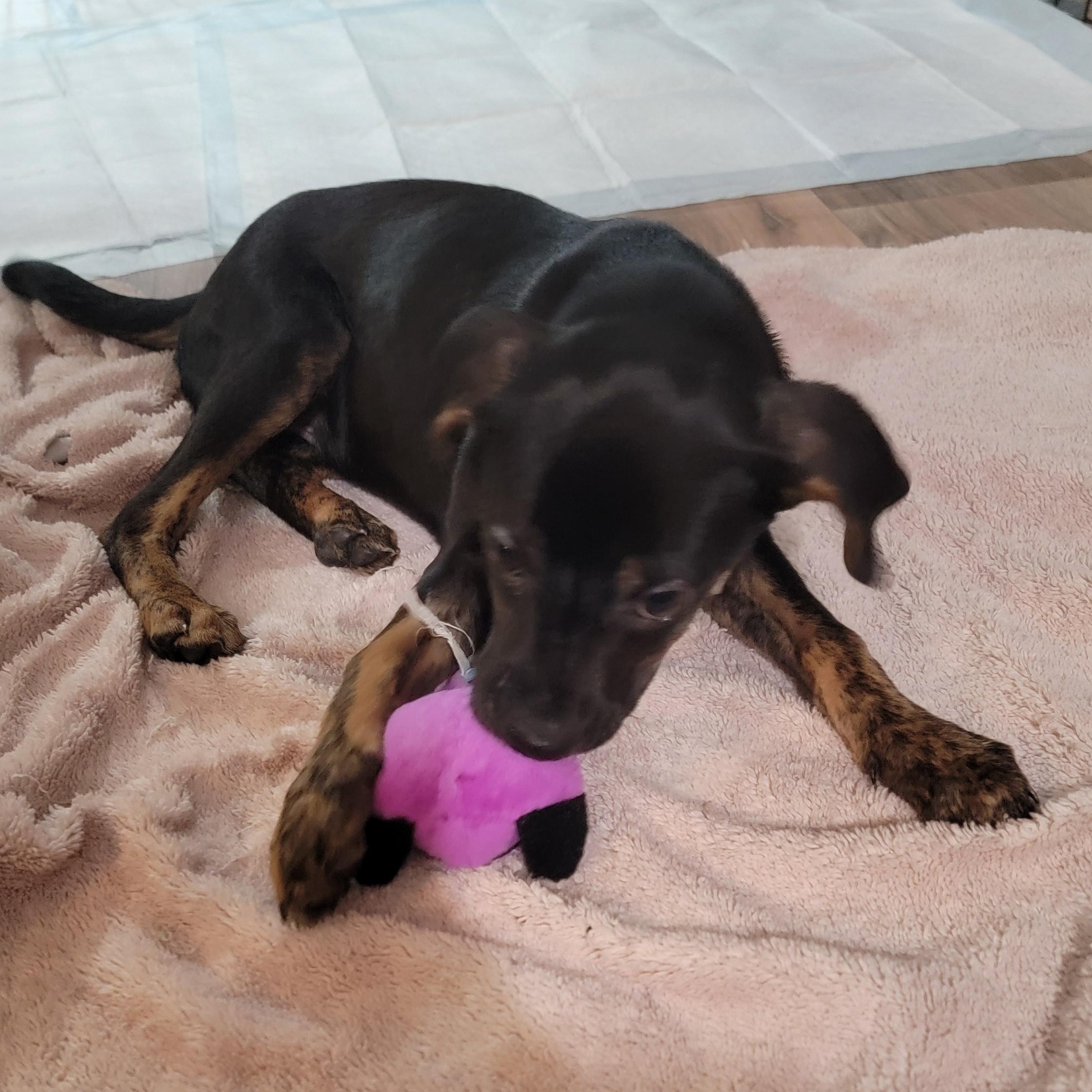 Coco, a ADOPTABLE mixed breed in Minneapolis, MN image 5/6