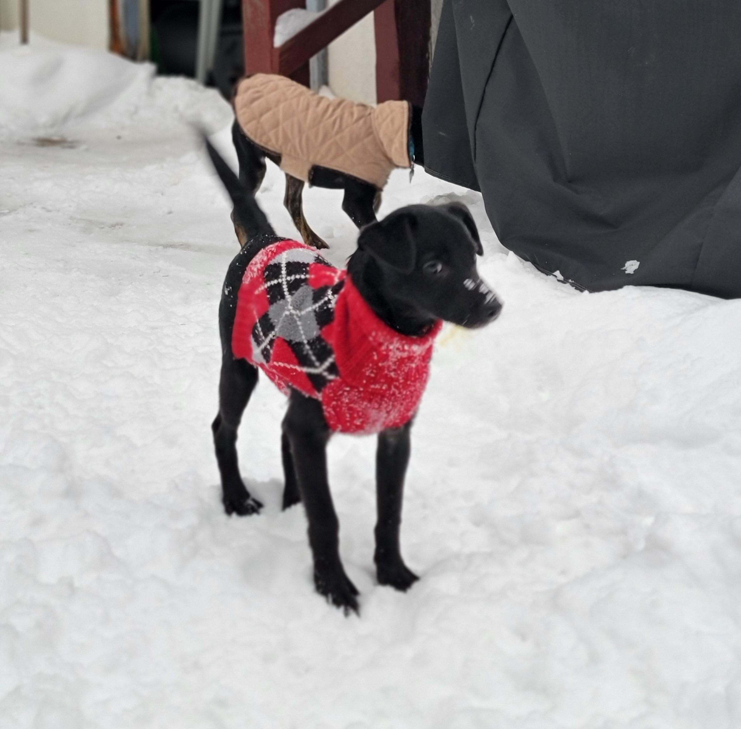Coco, a ADOPTABLE mixed breed in Minneapolis, MN image 6/6