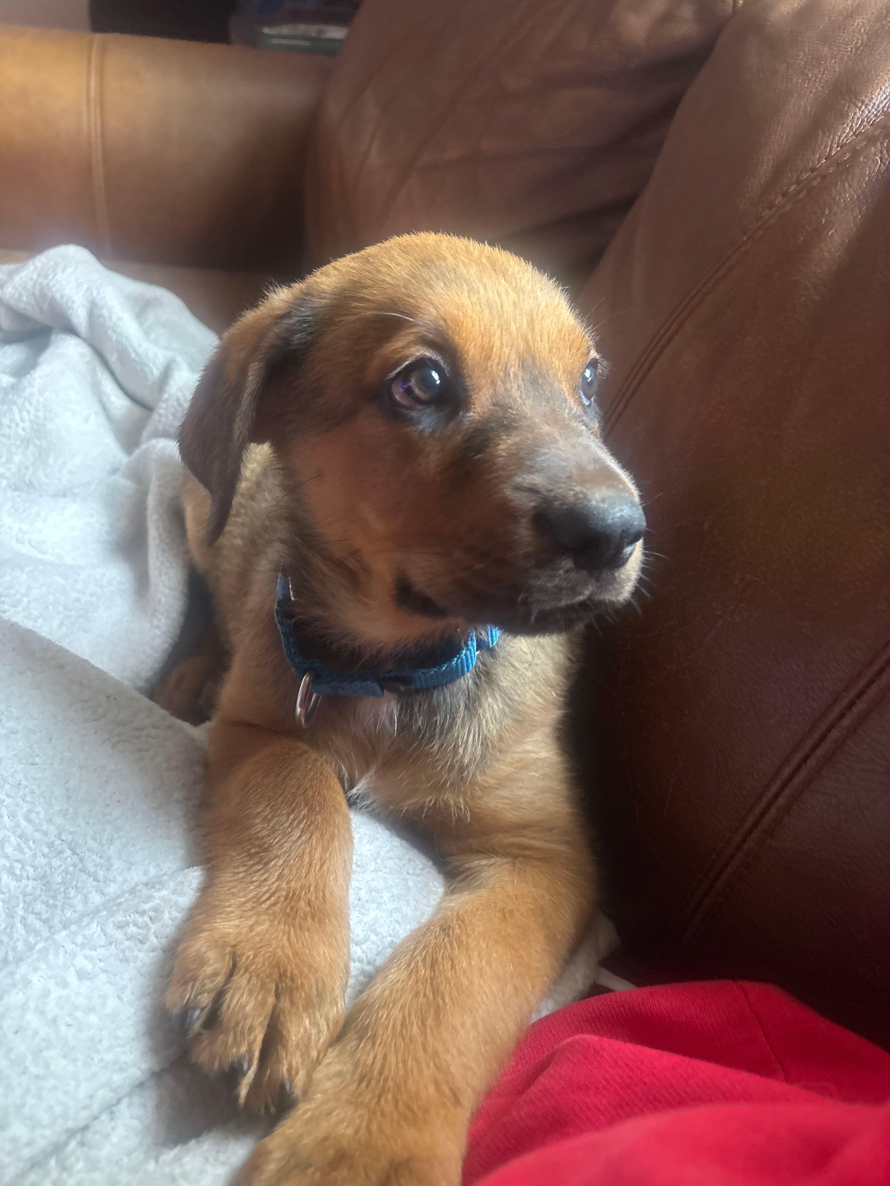 Arlo, an adopted mixed breed in Columbia, MD image 2/3