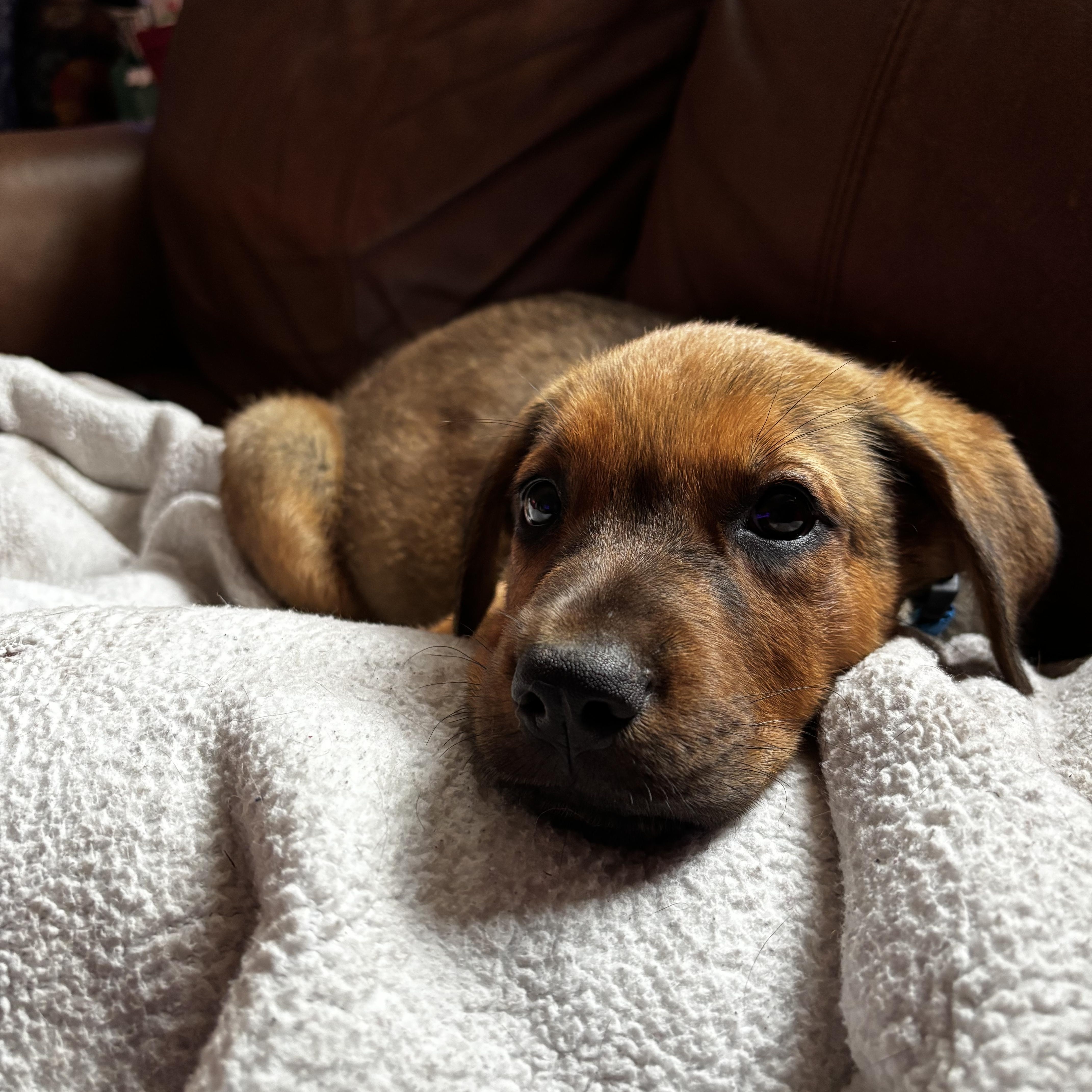 Arlo, adopted, Puppy Male Rottweiler.