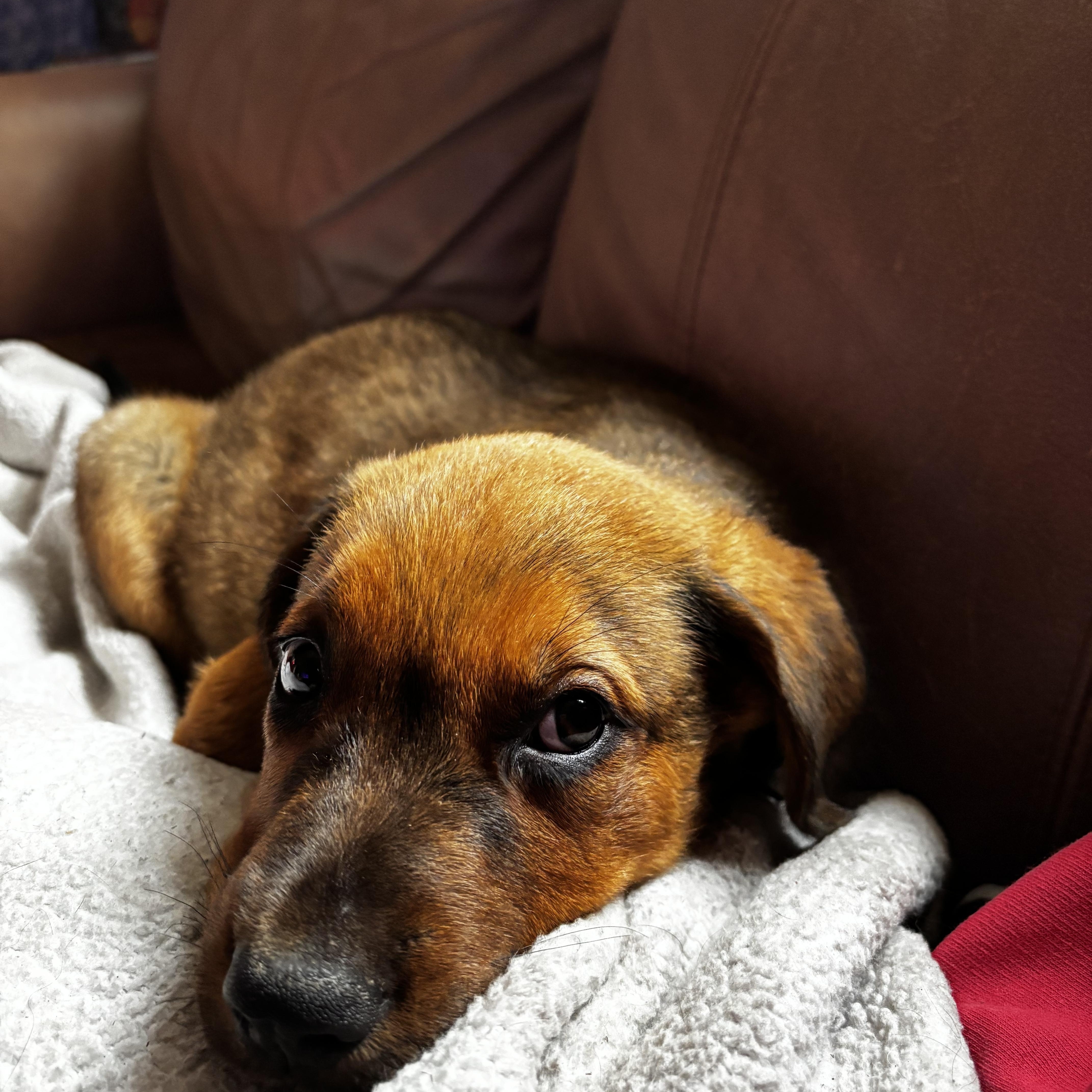 Arlo, an adopted mixed breed in Columbia, MD image 3/3
