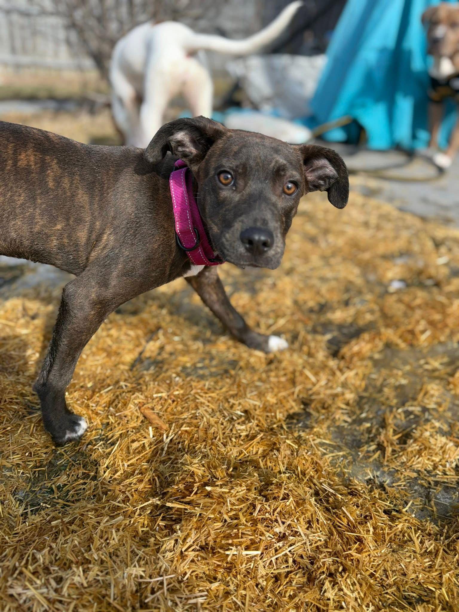 Chibbs, Adoptable, Puppy Female Pit Bull Terrier.