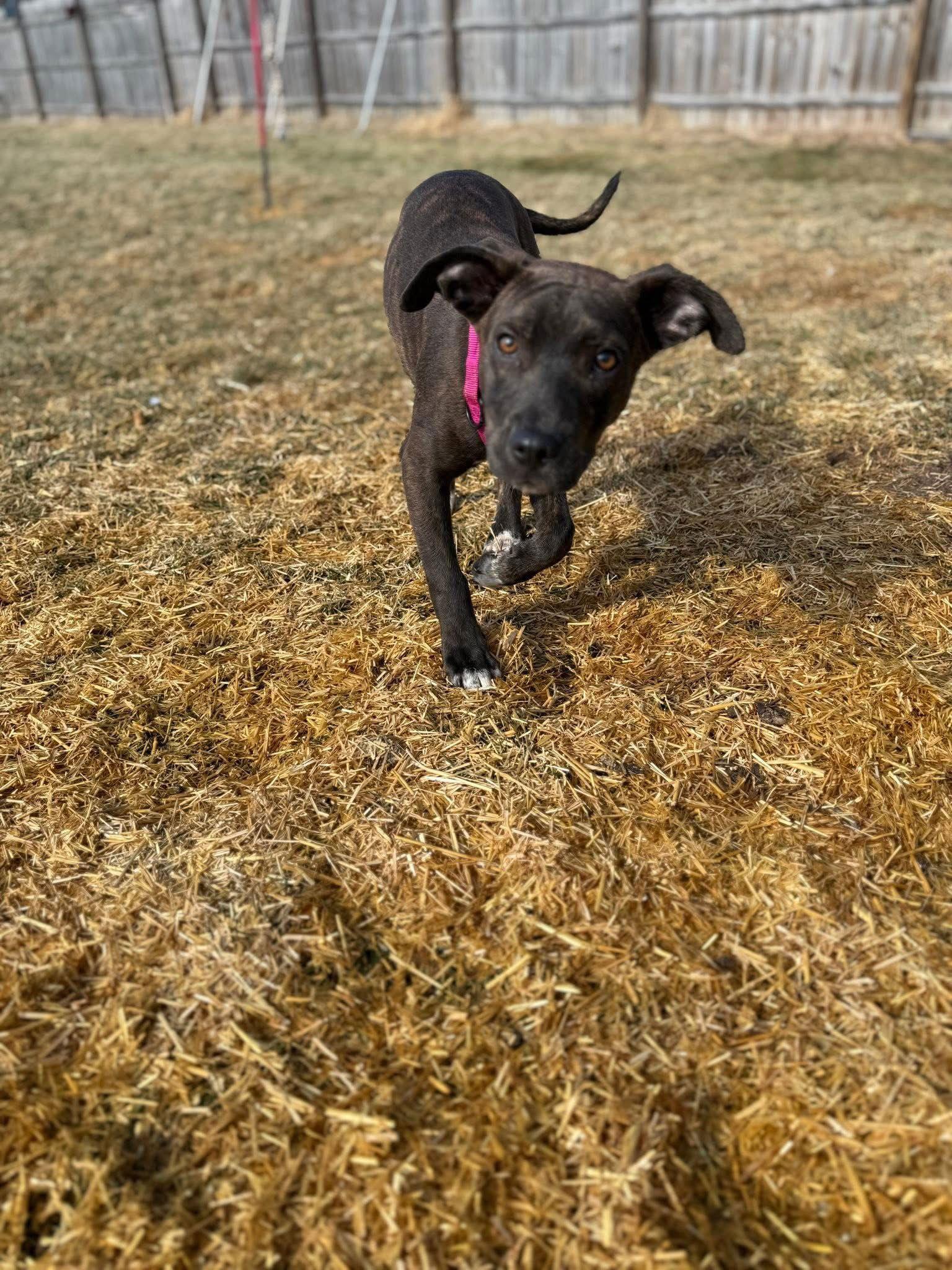 Enlarge Chibbs, a Adoptable Pit Bull Terrier in New London, WI image 2/3
