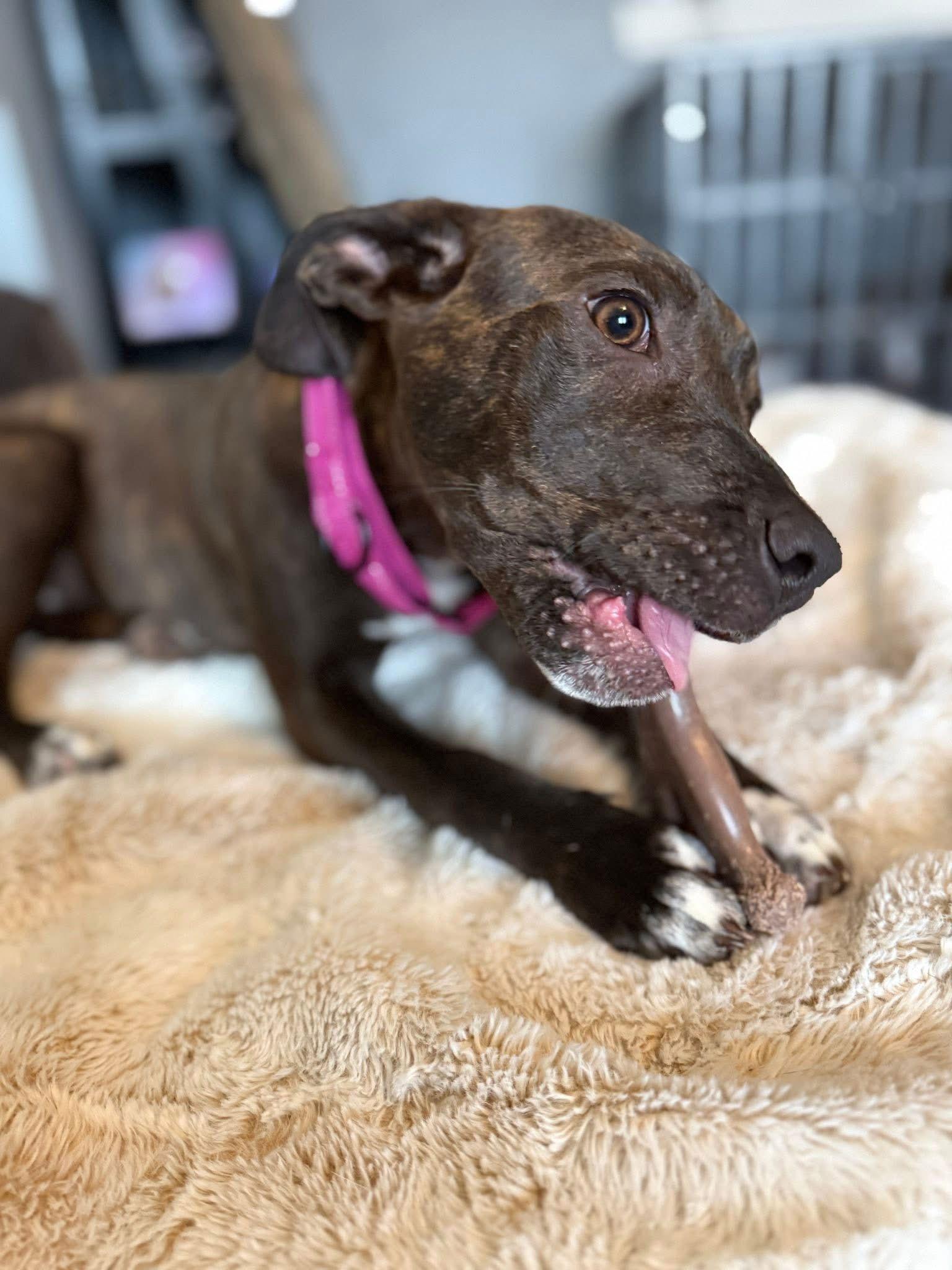 Enlarge Chibbs, a Adoptable Pit Bull Terrier in New London, WI image 3/3