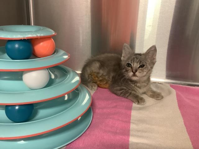 Enlarge SWISS, a Adoptable Domestic Short Hair in San Martin, CA image 1/1