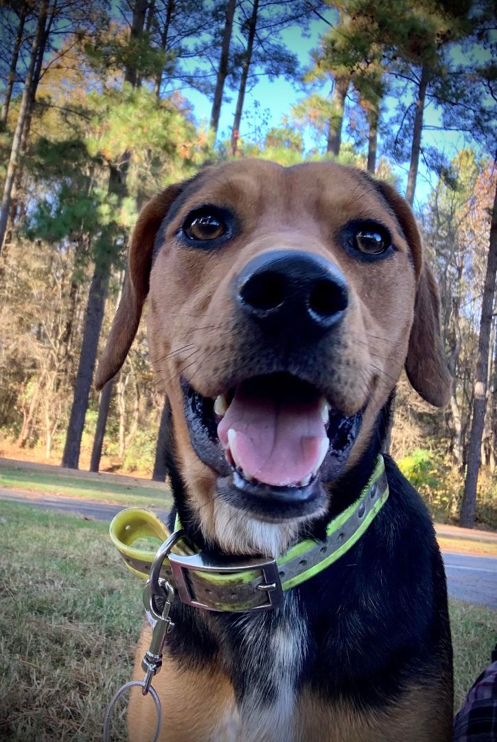 Enlarge Fisher, a Adoptable mixed breed in Clarksville, VA image 1/5