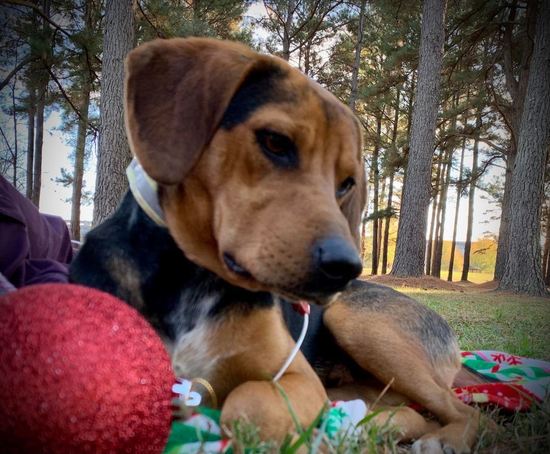 Enlarge Fisher, a Adoptable mixed breed in Clarksville, VA image 2/5