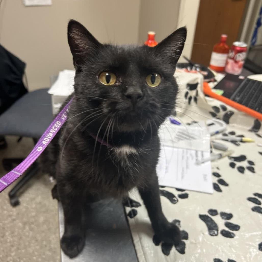 Enlarge Nini, a Adoptable Domestic Short Hair in Norfolk, NE image 1/1