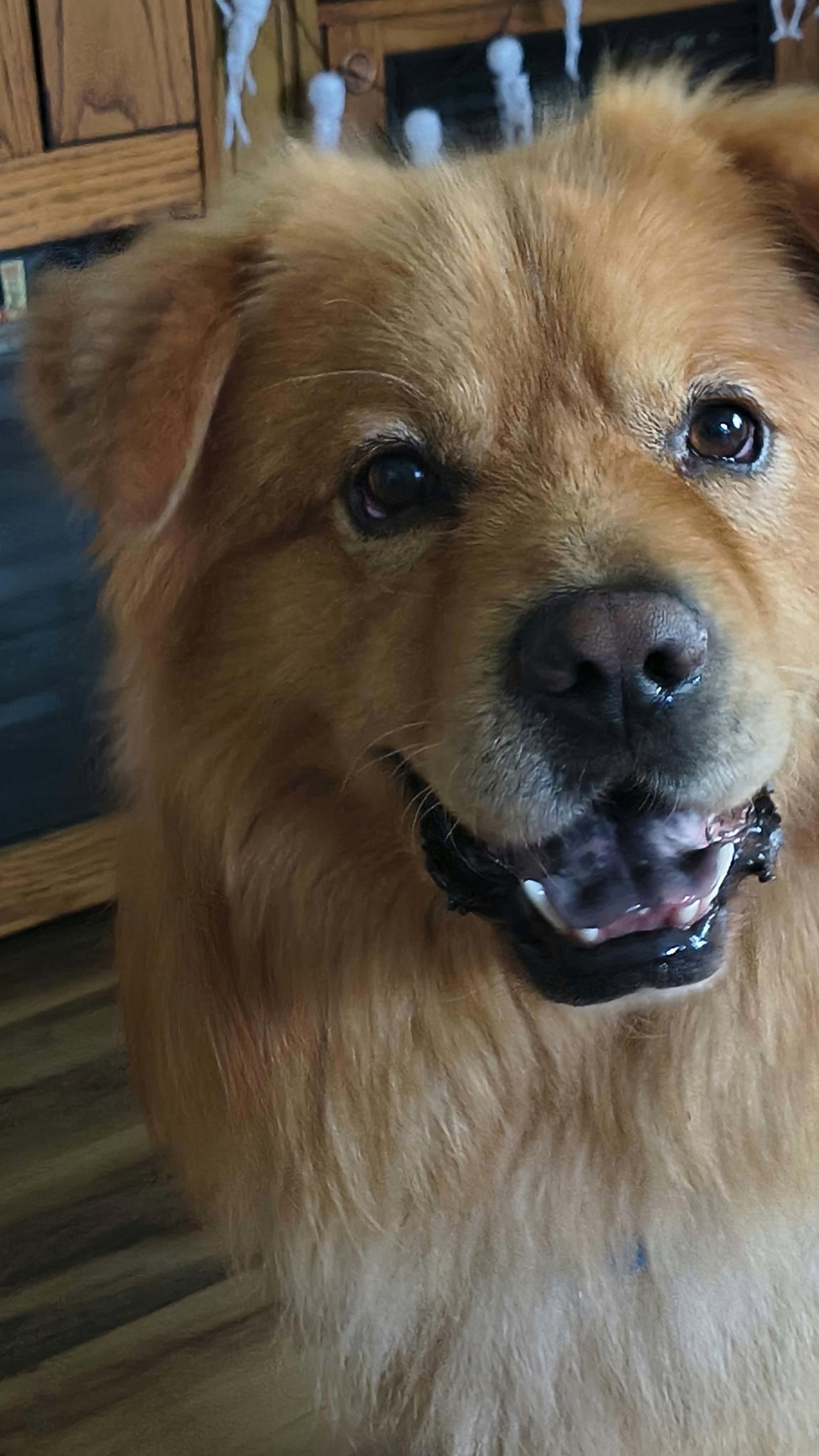 Prince, ADOPTABLE, Adult • Male, Chow Chow.