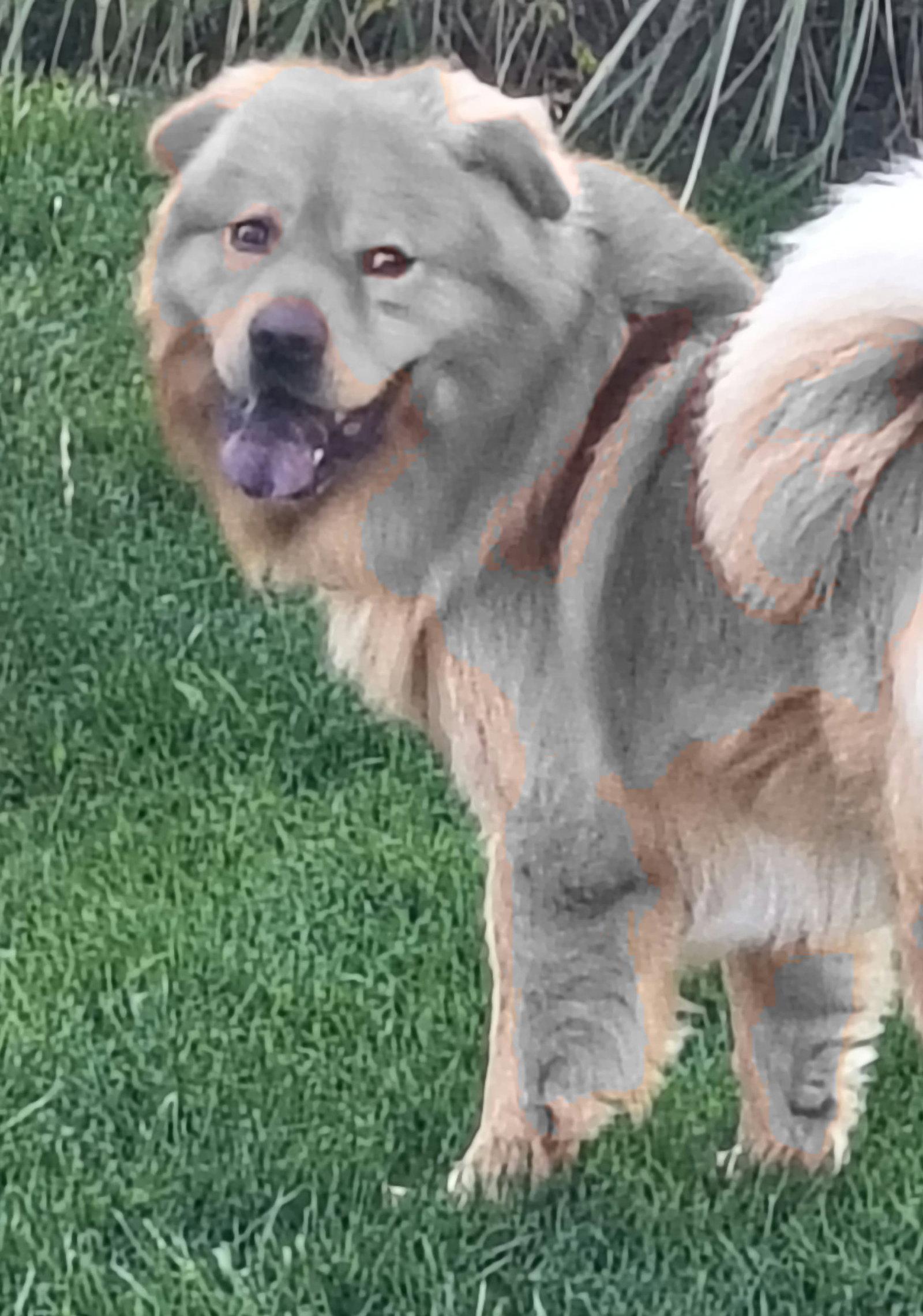 Enlarge Prince, a Adoptable Chow Chow in Livonia, MI image 2/3