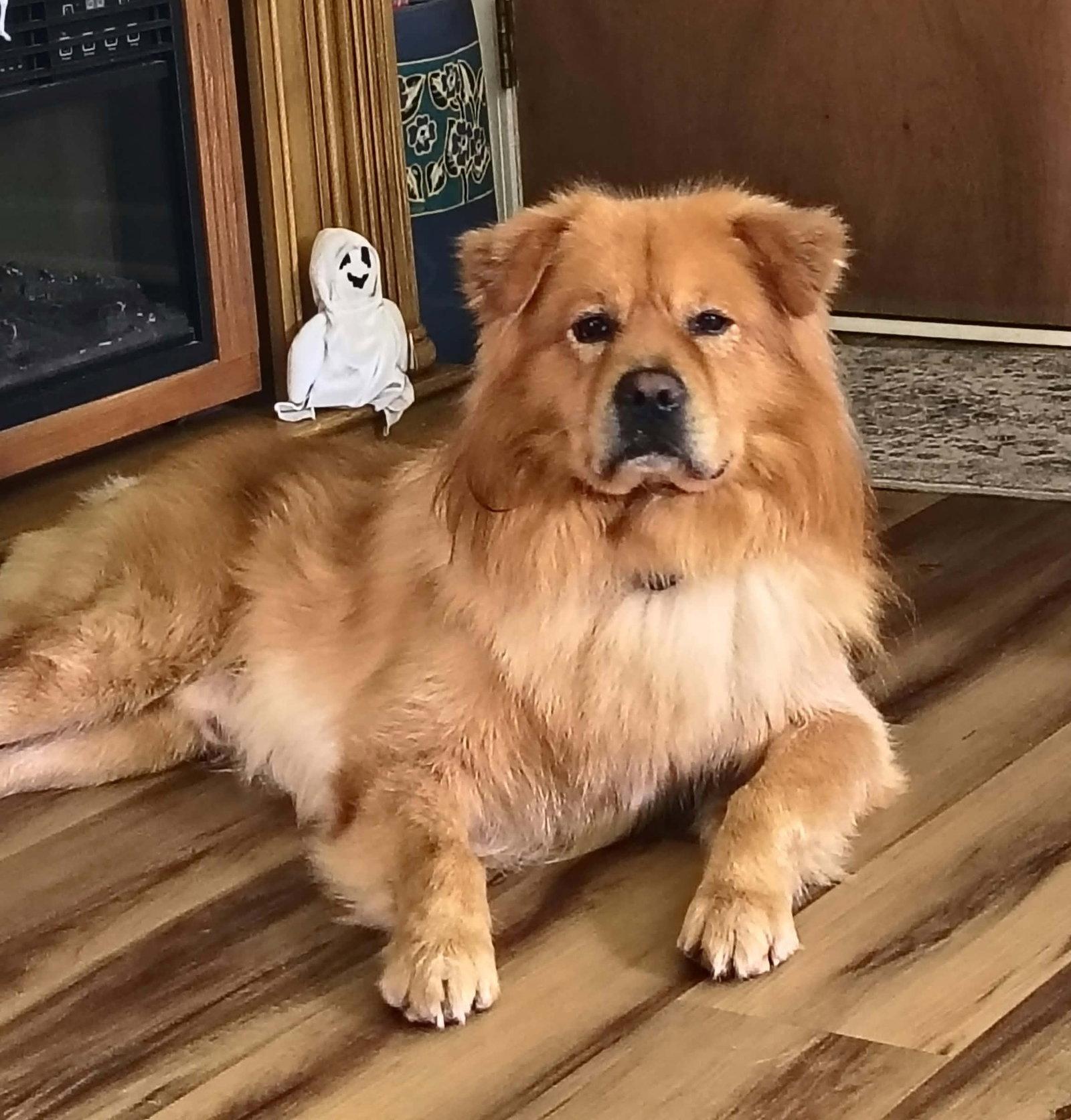 Enlarge Prince, a Adoptable Chow Chow in Livonia, MI image 3/3