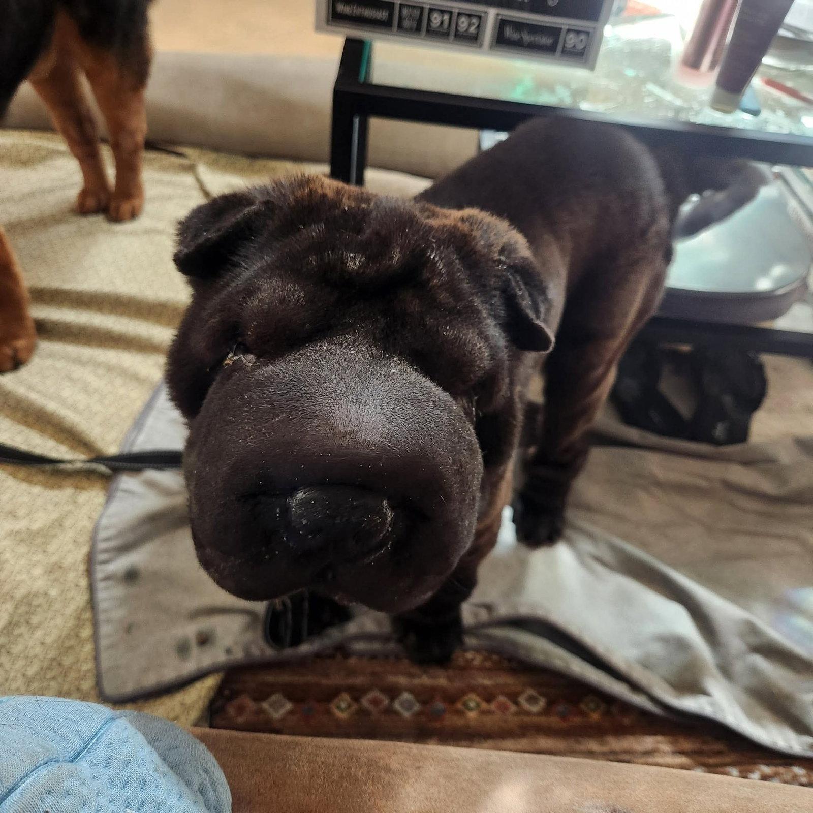 Enlarge Elphaba aka Effie, a Adoptable Shar-Pei in Phoenix, AZ image 1/2