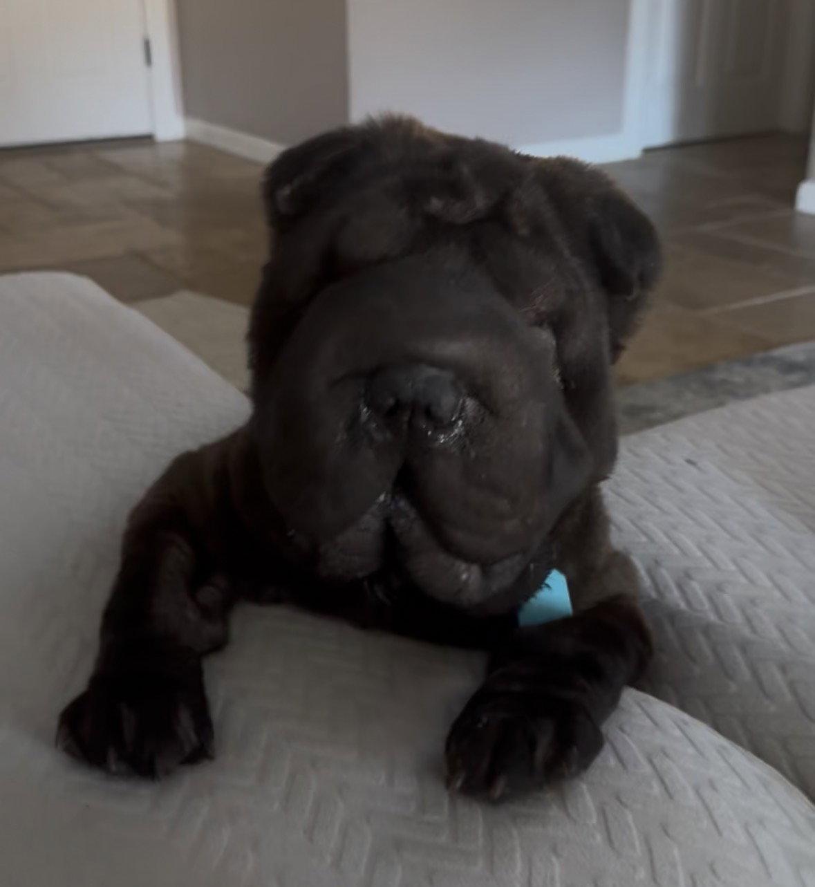 Enlarge Elphaba aka Effie, a Adoptable Shar-Pei in Phoenix, AZ image 2/2