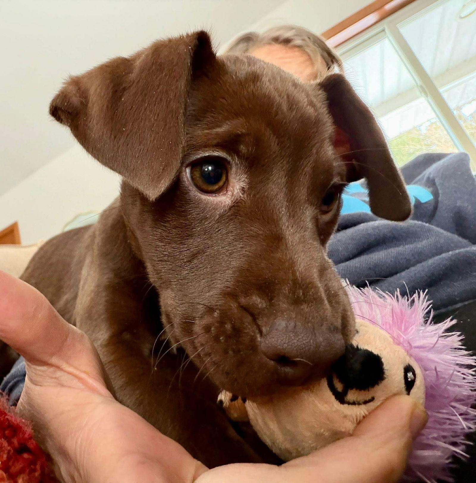 Amber, Adoptable, Puppy Female Hound & American Staffordshire Terrier.