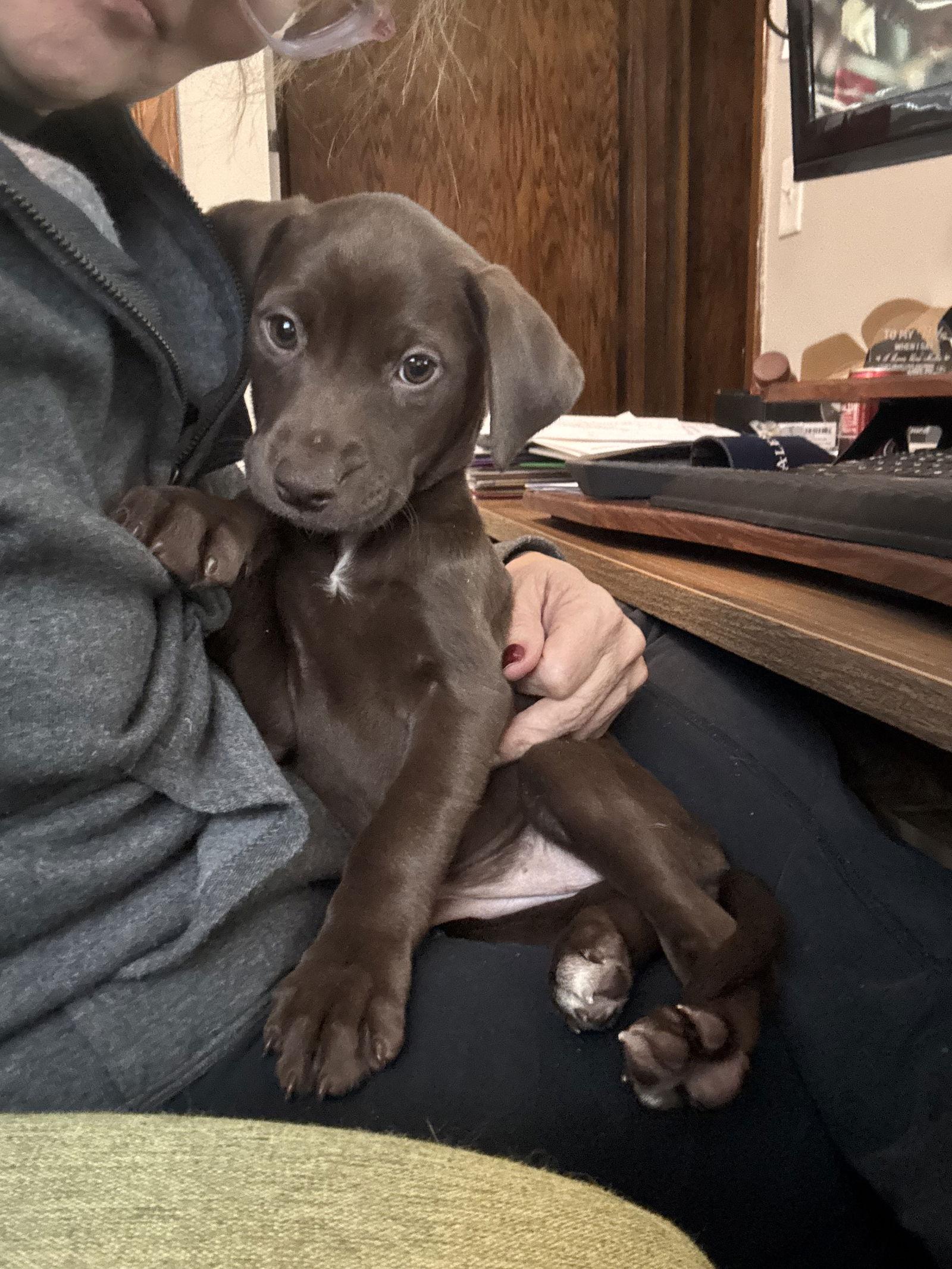 Enlarge Amber, a Adoptable mixed breed in Duluth, MN image 2/3