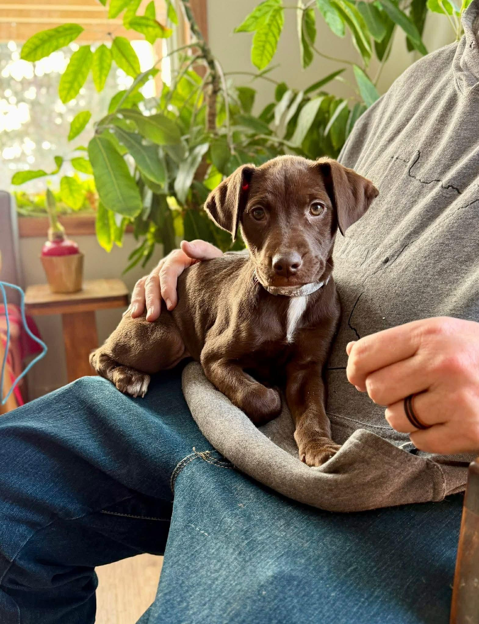 Enlarge Amber, a Adoptable mixed breed in Duluth, MN image 3/3