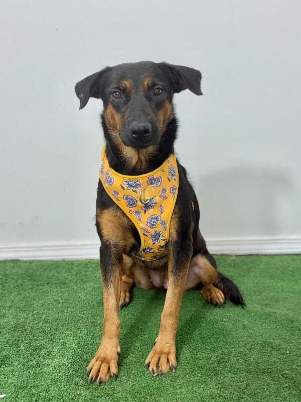Enlarge Mely-One of our Amazing Rescue Dogs, a Adoptable mixed breed in Sparks, NV image 1/2