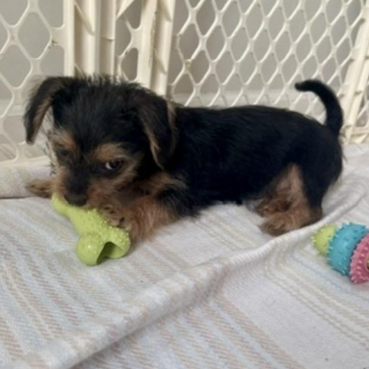 Phoebe, an adopted mixed breed in Richmond, VA image 6/6
