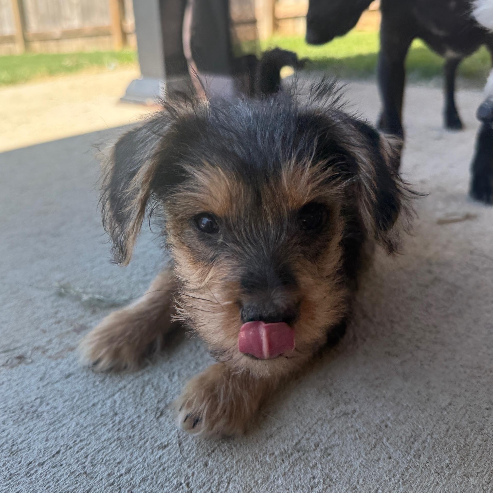 Phoebe, adopted, Puppy Female Yorkshire Terrier.