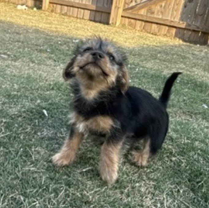 Phoebe, an adopted mixed breed in Richmond, VA image 2/6