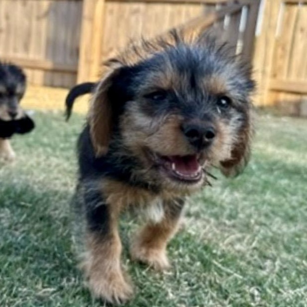 Phoebe, an adopted mixed breed in Richmond, VA image 4/6
