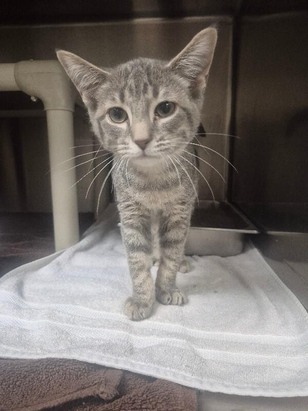 Sterling, Adoptable, Young Male Domestic Short Hair.