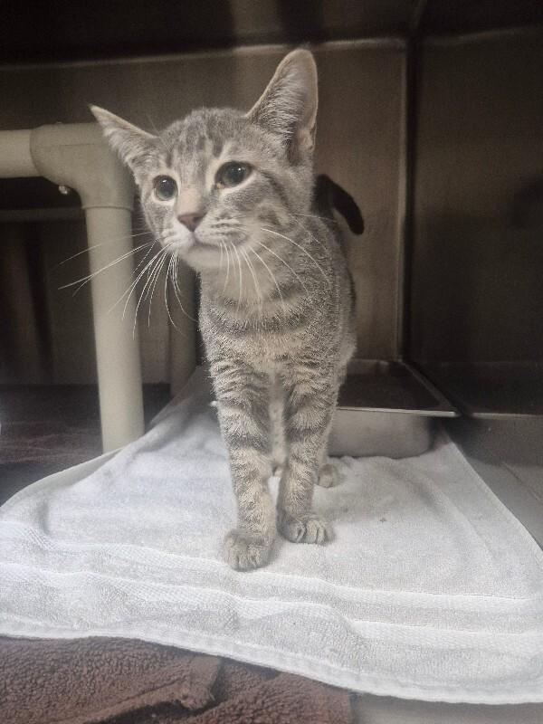 Enlarge Sterling, a Adoptable Domestic Short Hair in Bluffton, IN image 2/2