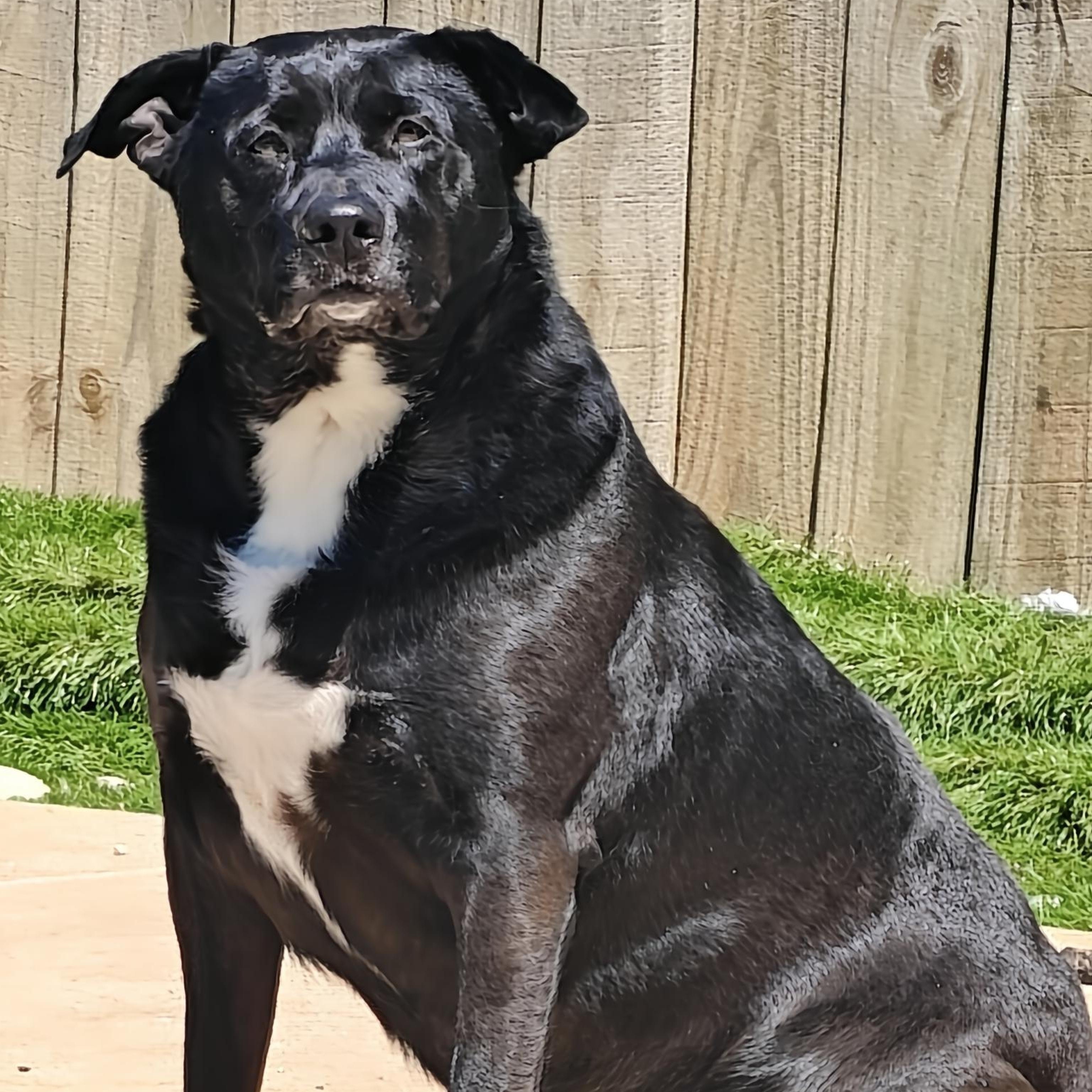 Enlarge Freya Renee, a Adoptable mixed breed in CLARKSVILLE, TN image 1/3