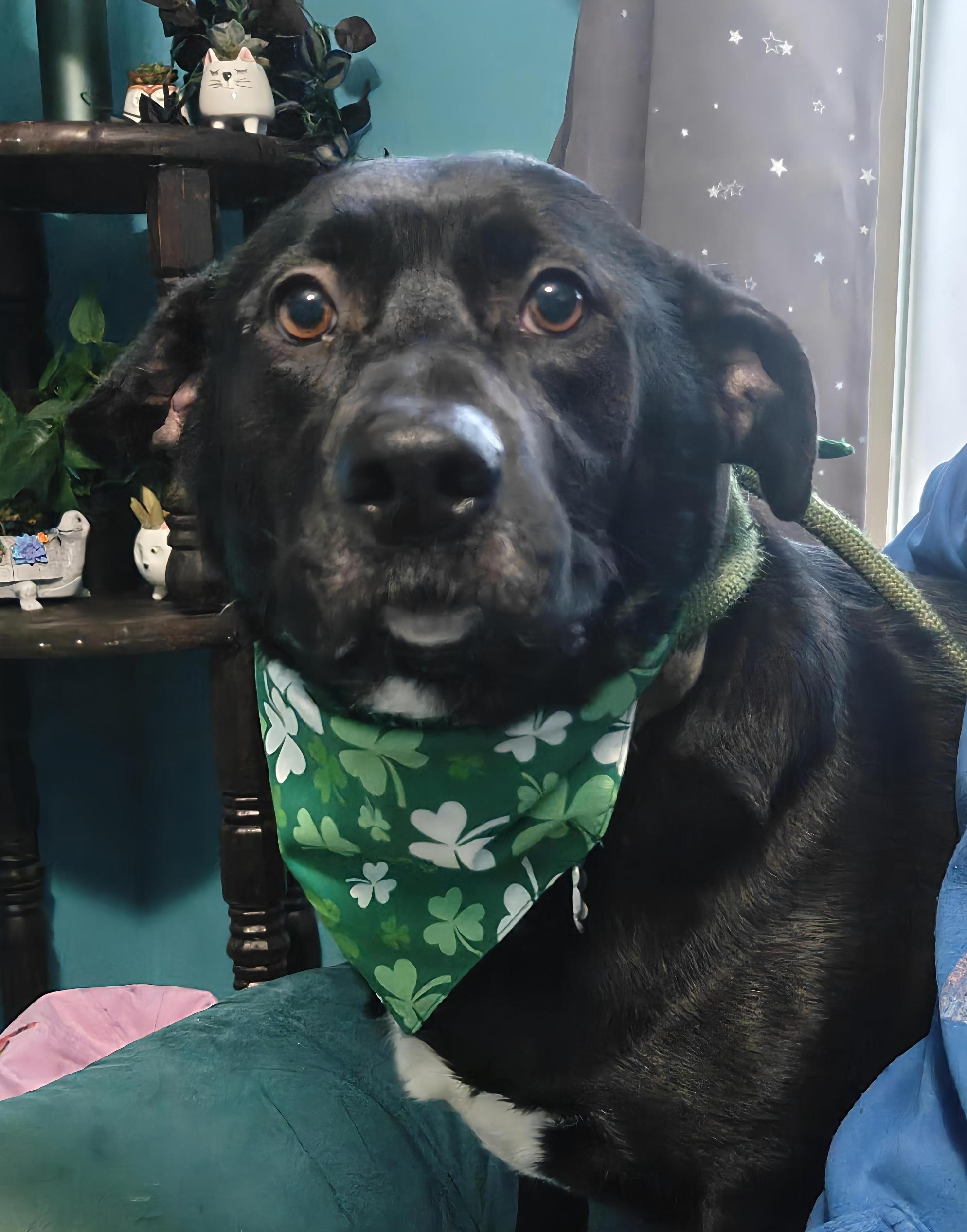 Enlarge Freya Renee, a Adoptable mixed breed in CLARKSVILLE, TN image 1/2